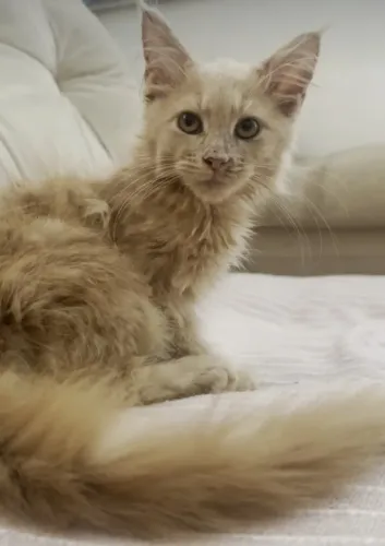 Filhote Maine coon - Gato gigante