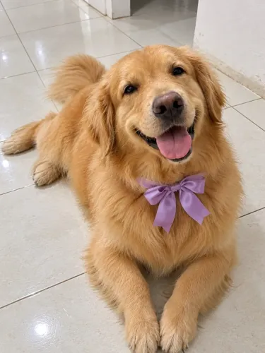 LINDA GOLDEN RETRIEVER 