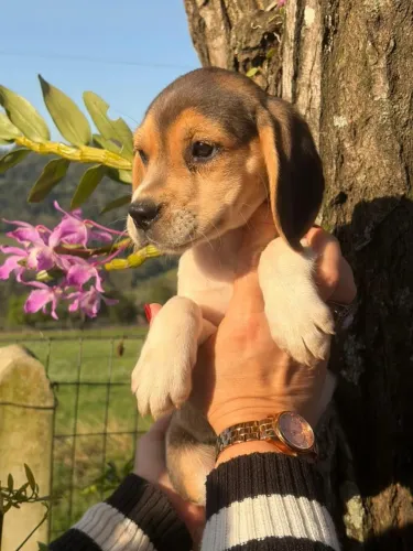 beagel perfeita vacinada