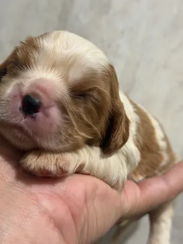 Filhote Cavalier king incríveis a venda