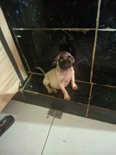 Filhote de pug macho 