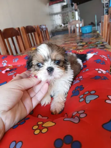 Shitzu machinho mini tricolor 