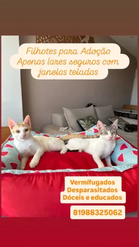 Gatos filhotes para adoção 