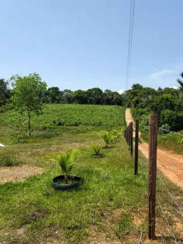 Sítio ilha comunidade barro branco Manacapuru 