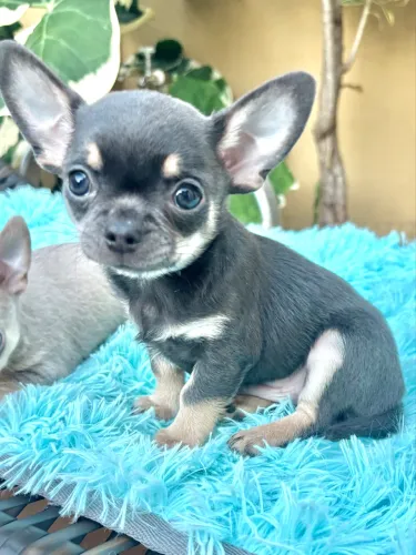 Chihuahua macho exótico