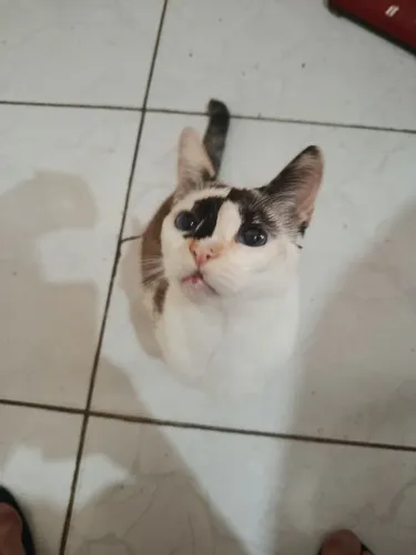 Doação de Gatas 
