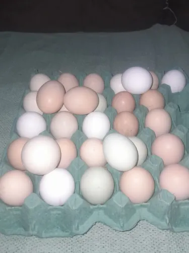 Ovos galados Índio gigante