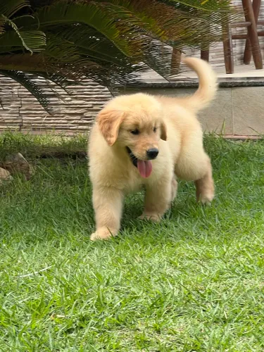 Lindos Filhotes de Golden Retriever