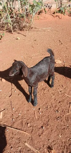 Vende-se um filhote de cabrito macho