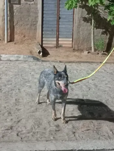 Cachorra