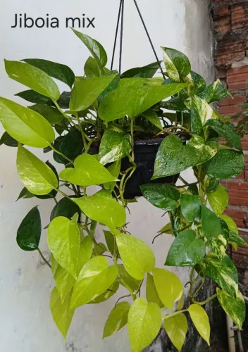 Plantas Ornamentais