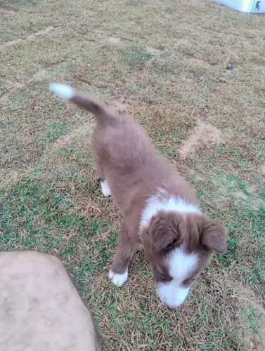 FILHOTES DE BORDER COLLIE 