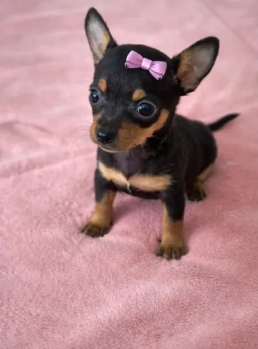 PINSCHER FÊMEA FILHOTE À VENDA
