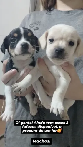 Doando cachorros macho