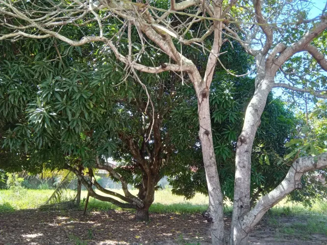Terreno com plantas Frutíferas