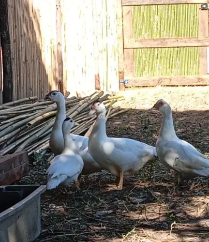 Vendo patos brancos