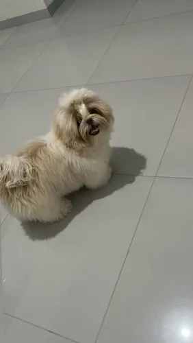 Shih tzu
