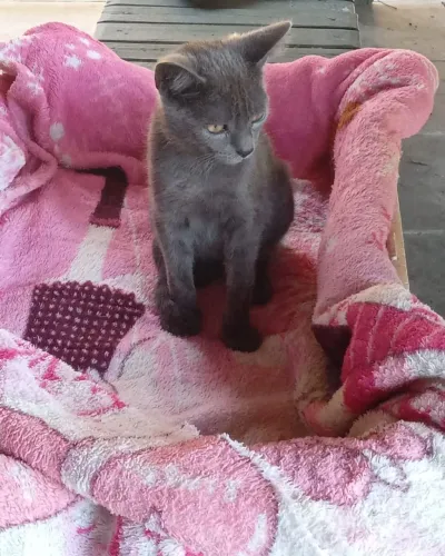 Gatinha Azul Russo 4 meses Lindíssima Perfeita