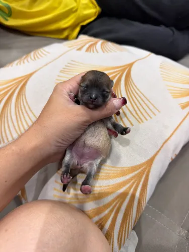Spitz anão FEMIA