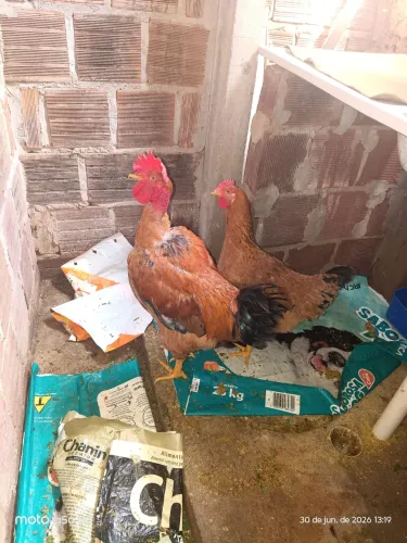Vendo galo e galinha de capoeira 