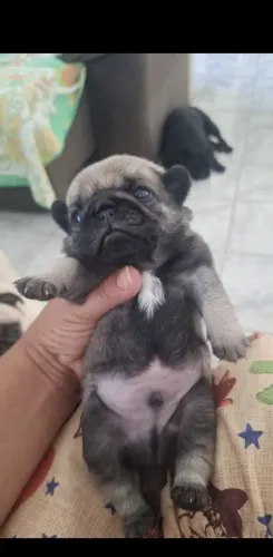 Filhote de pug