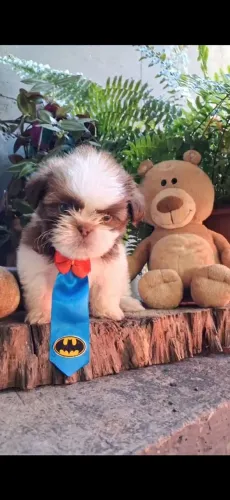 Filhotes originais de Shihtzu puro R$ 800