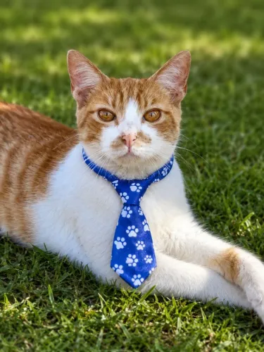 Gatinhos castrados pra adoção!