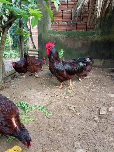 Venda de ovos fertes 