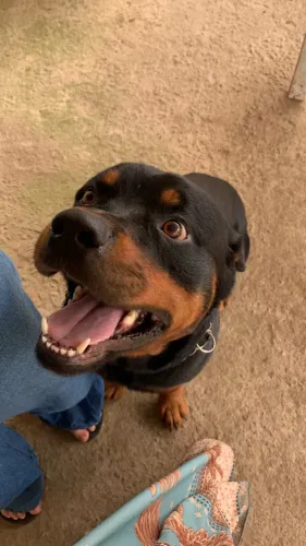 Filhote de Rottweiler