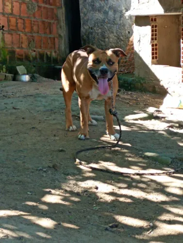 Pitbull macho para cobertura
