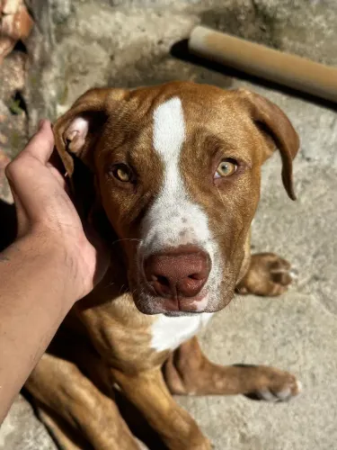 Filhote de Pitbull Terrier