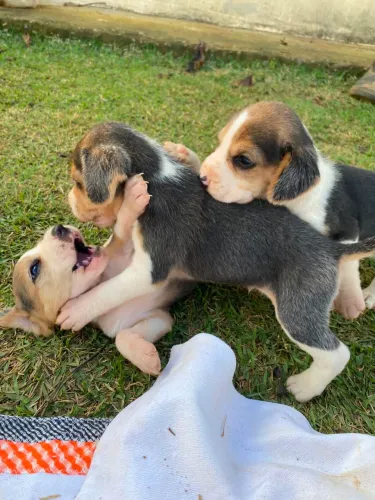 Filhote de beagle