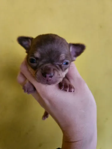 Chihuahua MACHO PELO CURTO