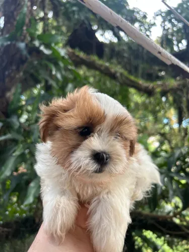 Filhote lhasa apso