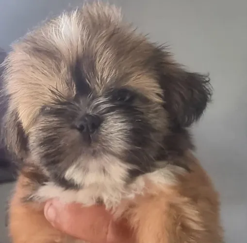 VENDO SHIH TZU MACHO