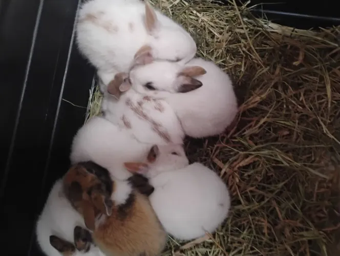 Coelhos macho e fêmea