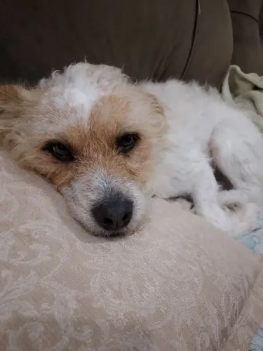 Doação de cachorro