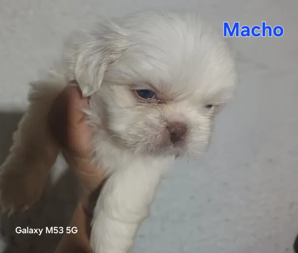 Shitzu macho branco 