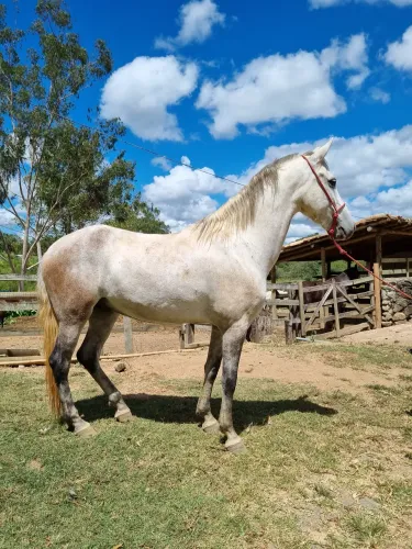Cavalo Para cavalgadas