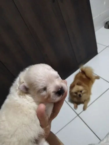Vendo filho de spitz