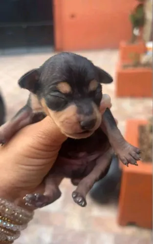 Filhotes de pinscher zero reserva