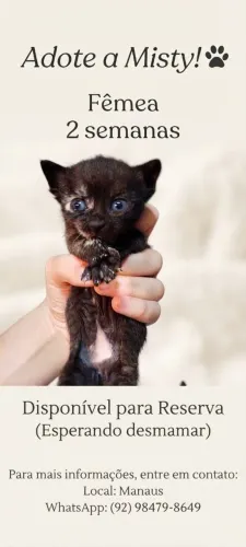 Gatinhos lindos e muito amados para adoção! ?