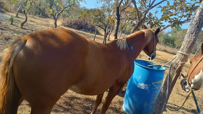 Vendo um cavalo e duas poldas