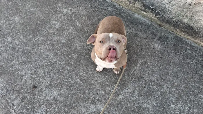 American bully