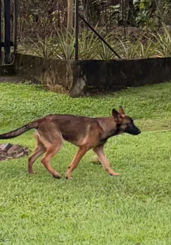 Pastor Malinois