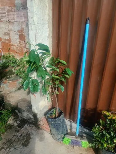 MUDA ACELERADA  DE GRAVIOLA 