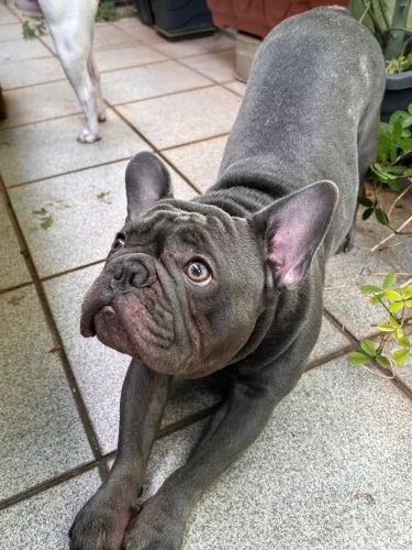 Bulldog Francês Blue para Cruza