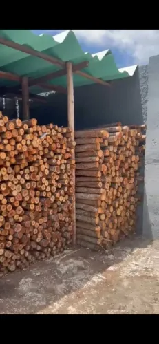 estroncas de eucalipto