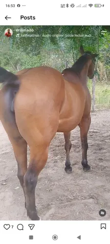 Vende-se égua