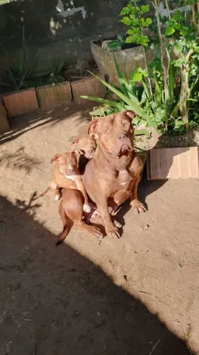 Pitbull Monster disponível 